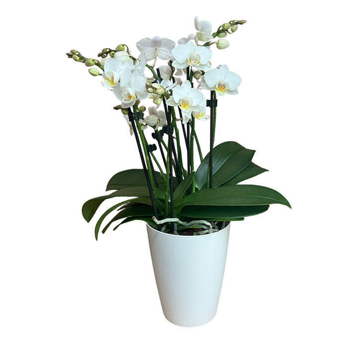 Julia | Feines Tisch-Orchideen 2er Paket + Übertöpfe