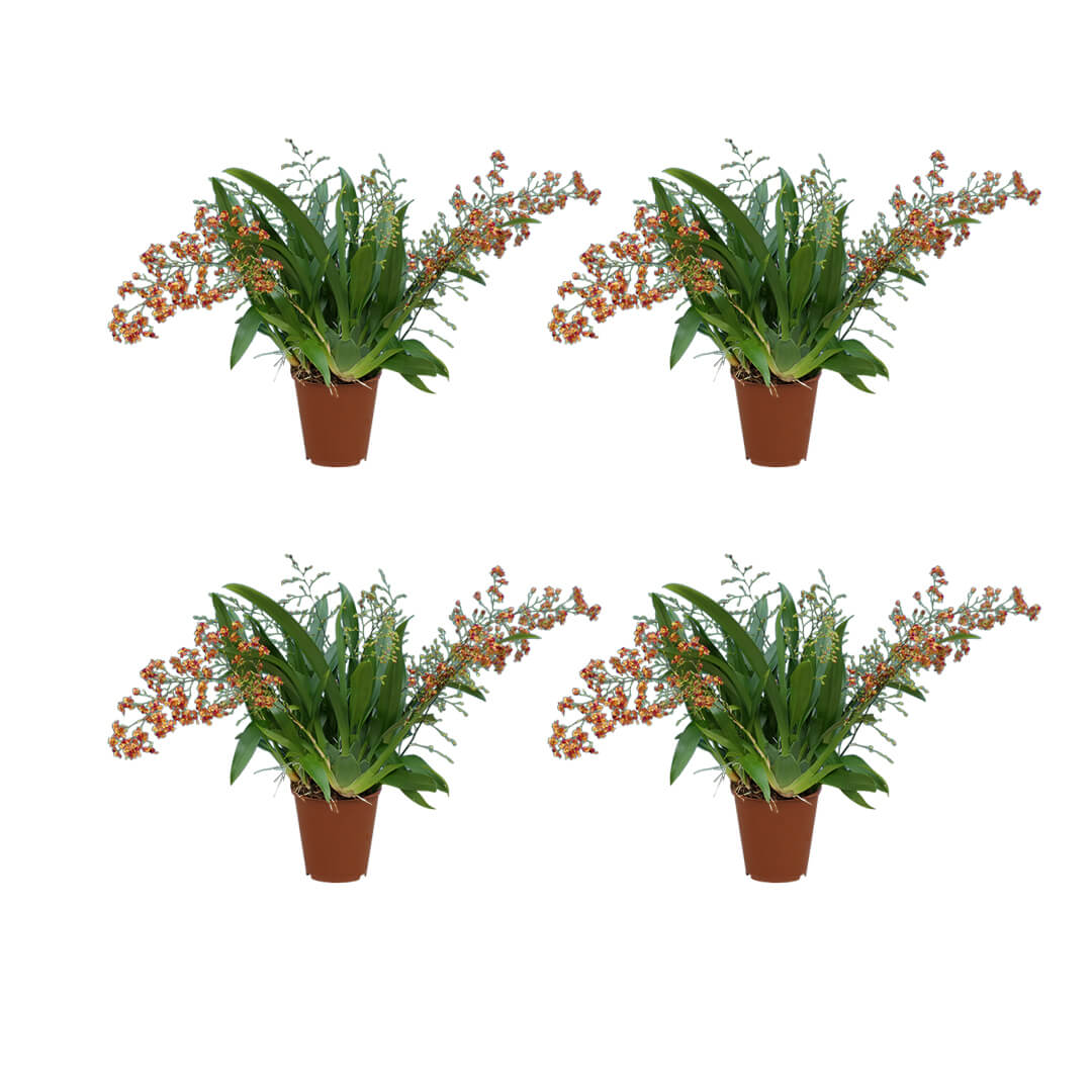 Oncidium Orchideen 4er Paket | Duftorchideen