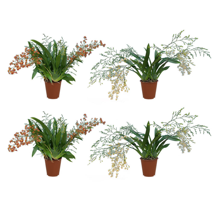 Oncidium Orchideen 4er Paket | Duftorchideen