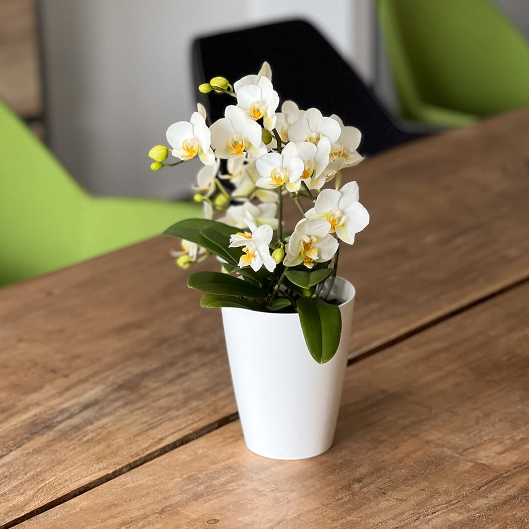 Lausanne Tisch Orchidee | Optional mit Übertopf