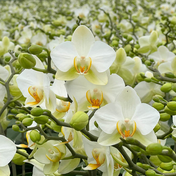 Lausanne Tisch Orchidee | Optional mit Übertopf