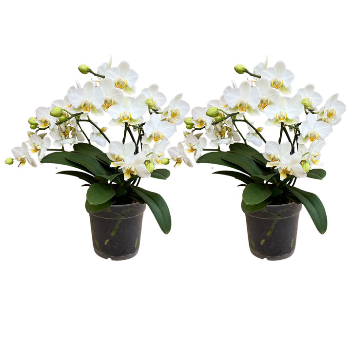 Lausanne Tisch Orchideen 2er Paket + Übertöpfe