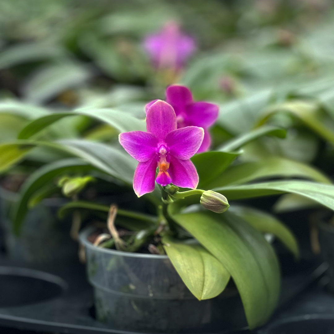 Duftende Love Potion | Ungestäbte Tisch-Orchidee