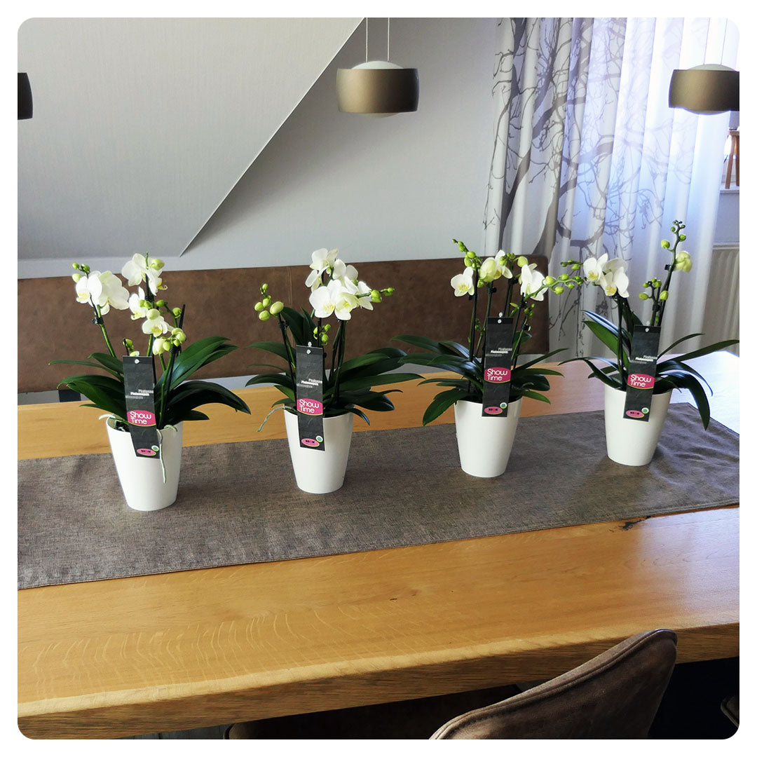 Orchideen-Angebote der Woche + Übertöpfe