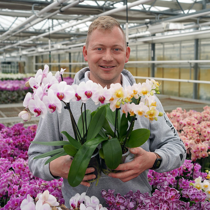 Denver Orchidee + Überraschung zum Muttertag | Versand zum Muttertag am 10. Mai