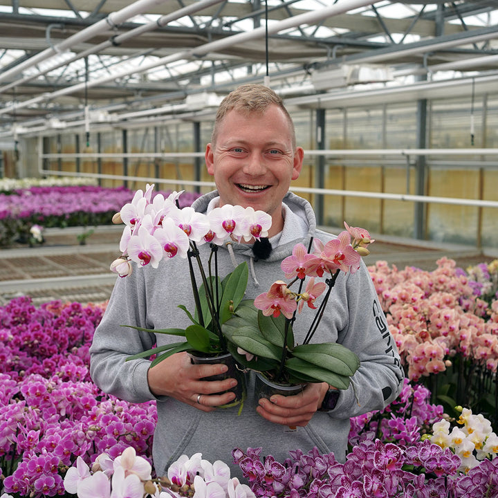 Denver Orchidee + Überraschung zum Muttertag | Versand zum Muttertag am 10. Mai