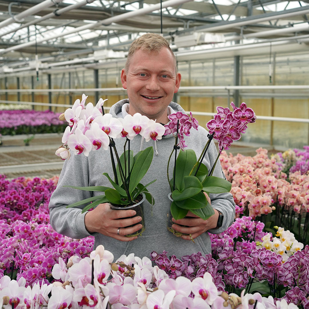 Denver Orchidee + Überraschung zum Muttertag | Versand zum Muttertag am 10. Mai