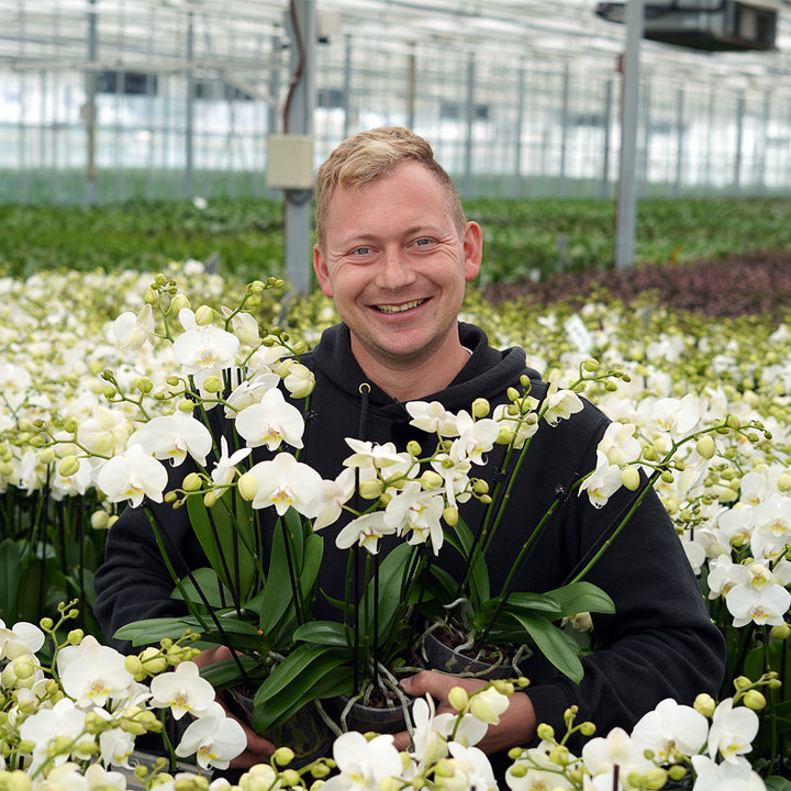 Orchideen-Angebote der Woche + Übertöpfe