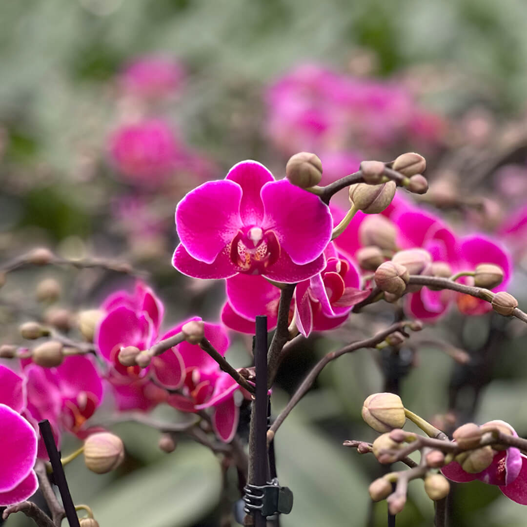 Morelia dunkelviolette Orchidee | Optional mit Übertopf