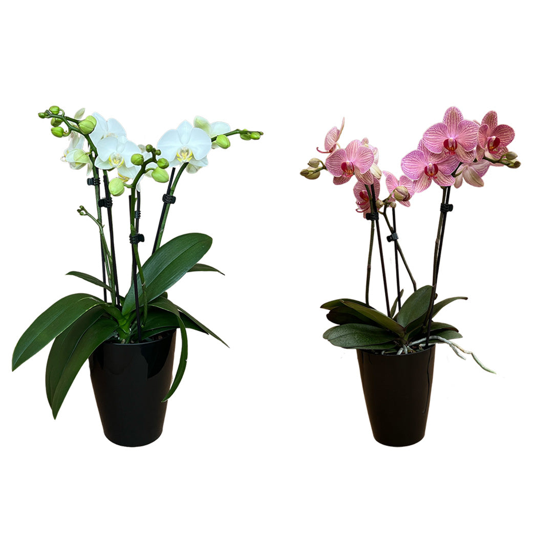 Orchideen-Angebote der Woche + Übertöpfe