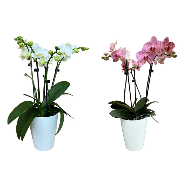 Orchideen-Angebote der Woche + Übertöpfe