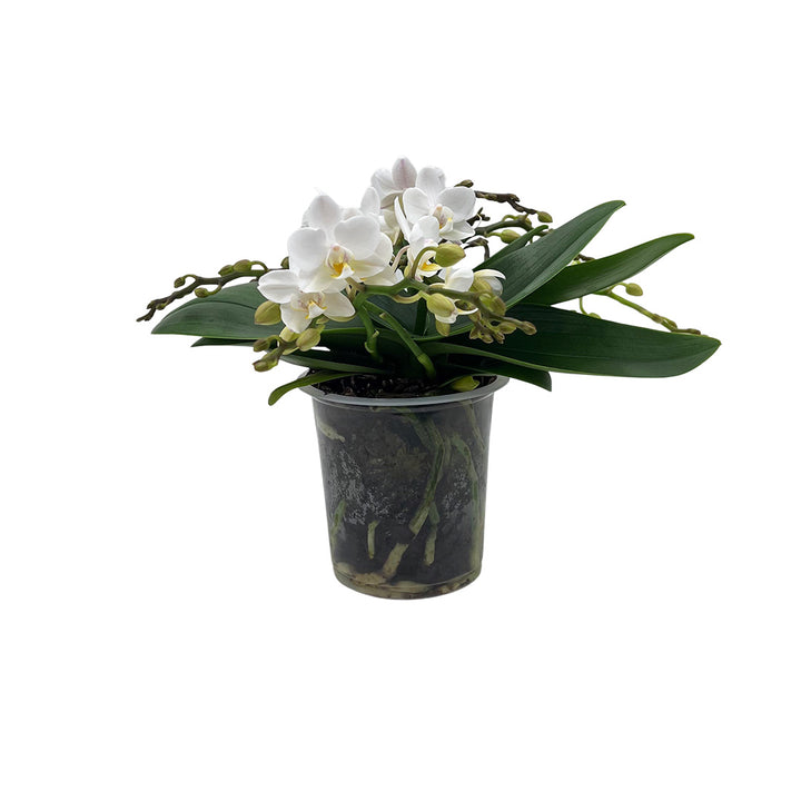 Nazare Tisch Orchidee | Optional mit Übertopf
