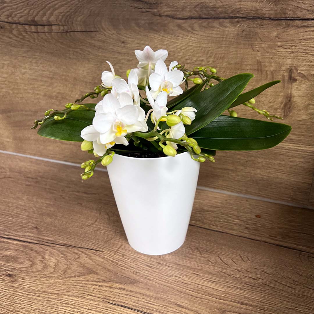 Nazare Tisch Orchidee | Optional mit Übertopf
