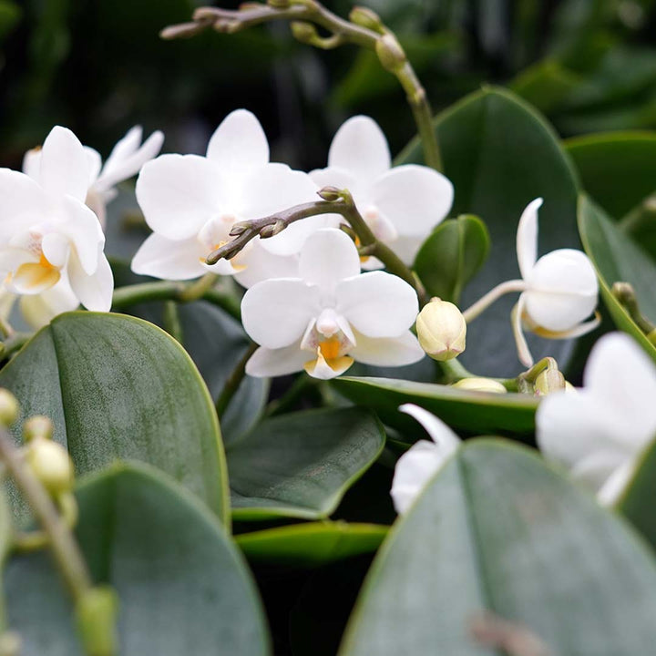 Nazare Tisch Orchidee | Optional mit Übertopf