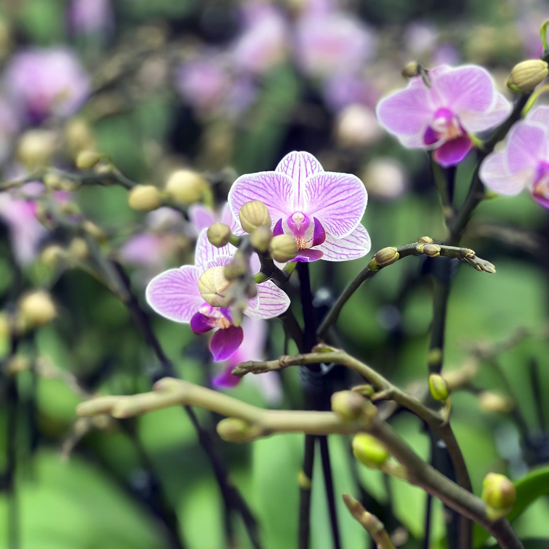 Violett gestreifte Orchidee | Wunderschöne Sorte