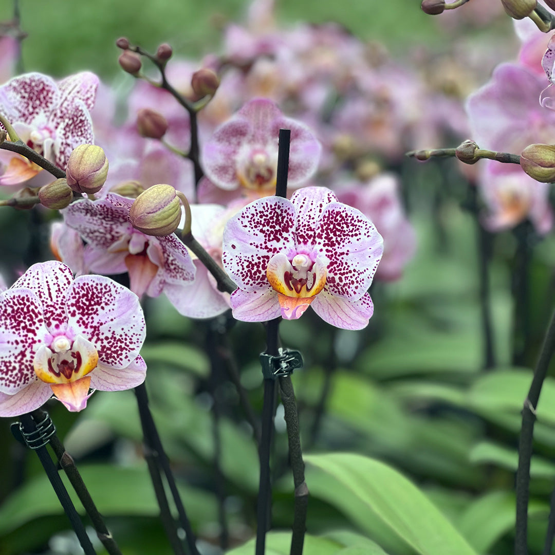 Rosa gepunktete Orchidee | Optional mit Übertopf