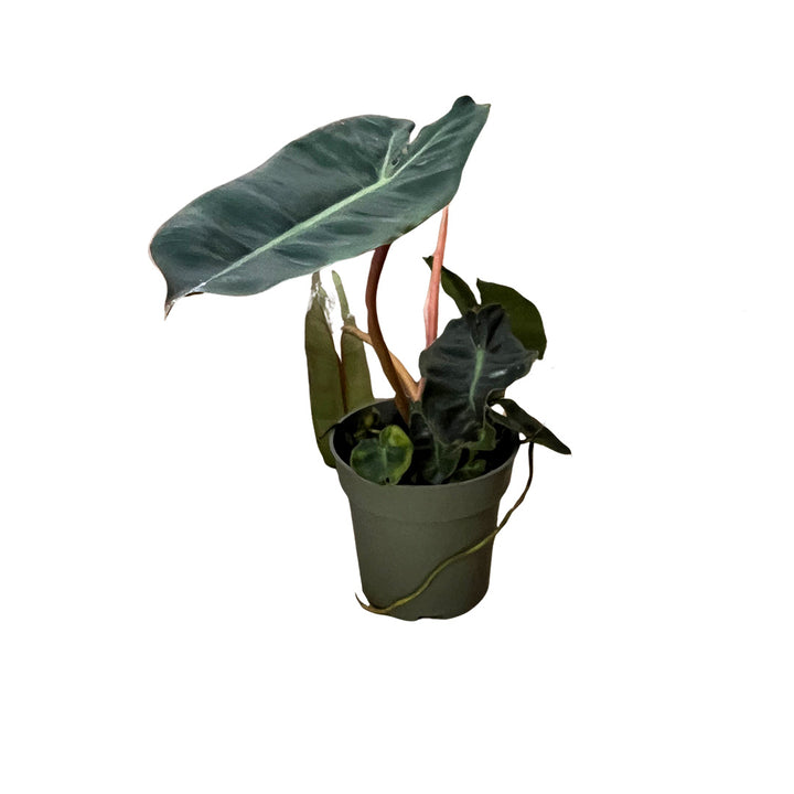 Philodendron Billitieae | Optional mit Übertopf