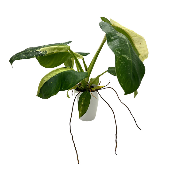 Philodendron Jose Bueno | Inklusive weißem Übertopf