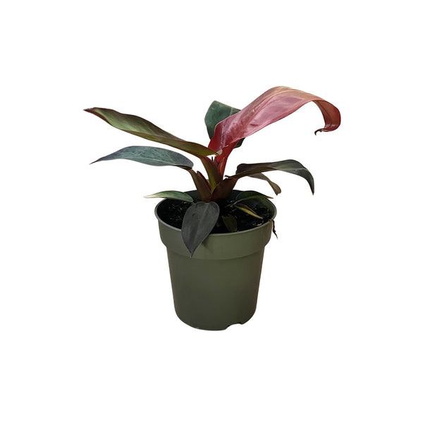 Philodendron Red Sun