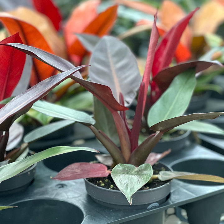 Philodendron Red Sun | Optional mit Übertopf