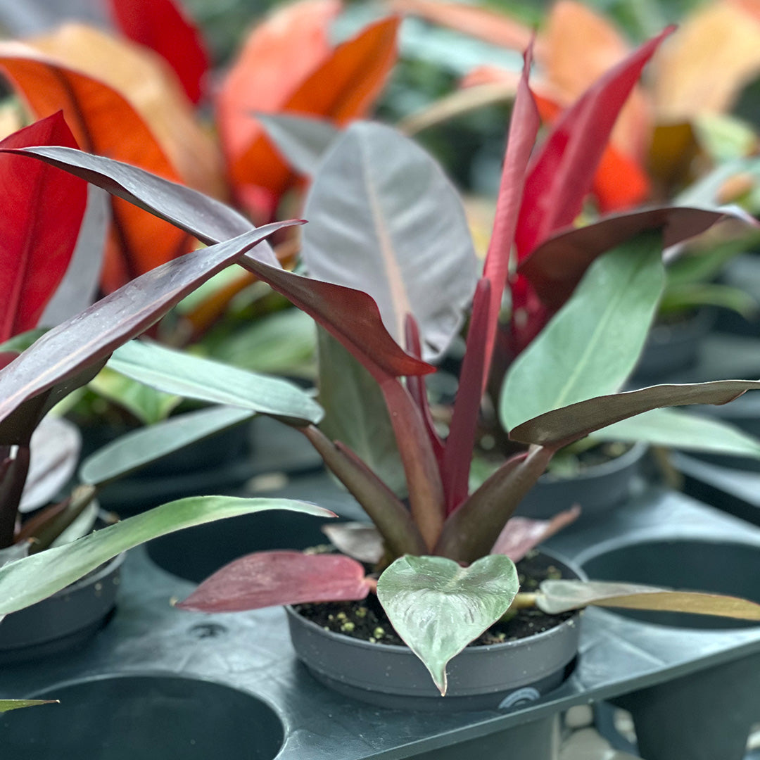 Philodendron Red Sun