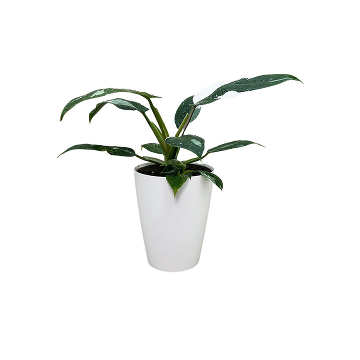 Philodendron White Princess | Optional mit Übertopf