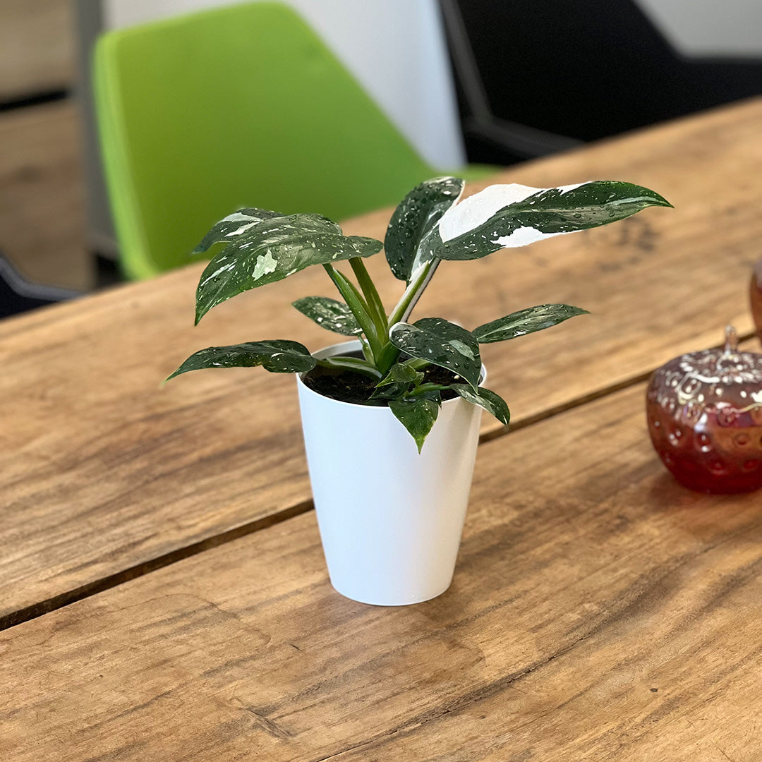 Philodendron White Princess | Optional mit Übertopf