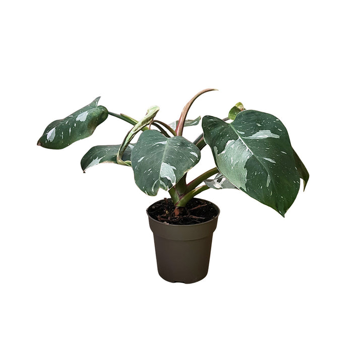 Philodendron White Princess | Optional mit Übertopf