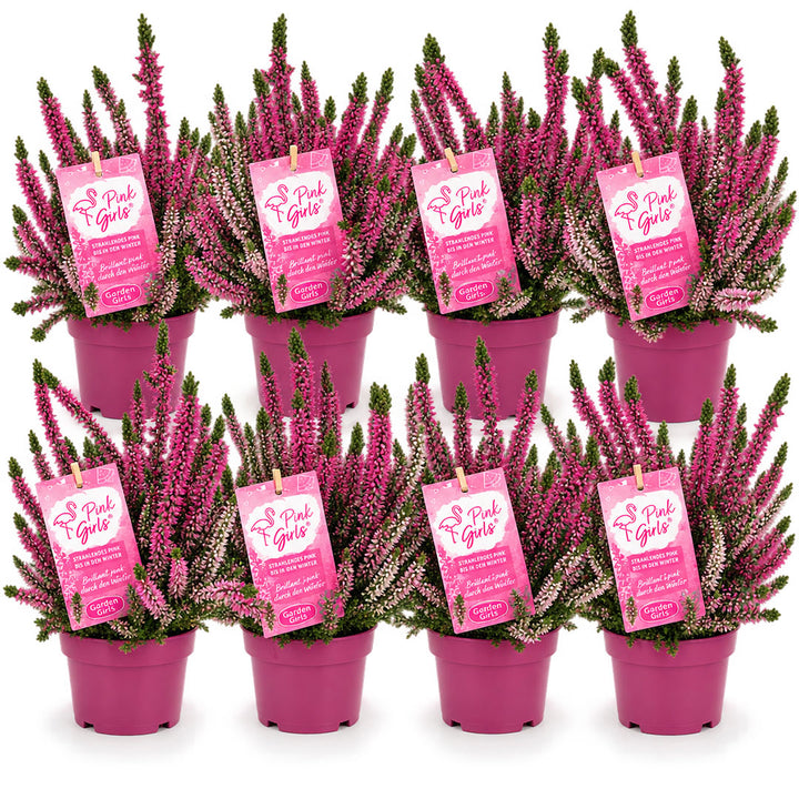 Garden Girls® | Pink Girls Heide 8er Paket