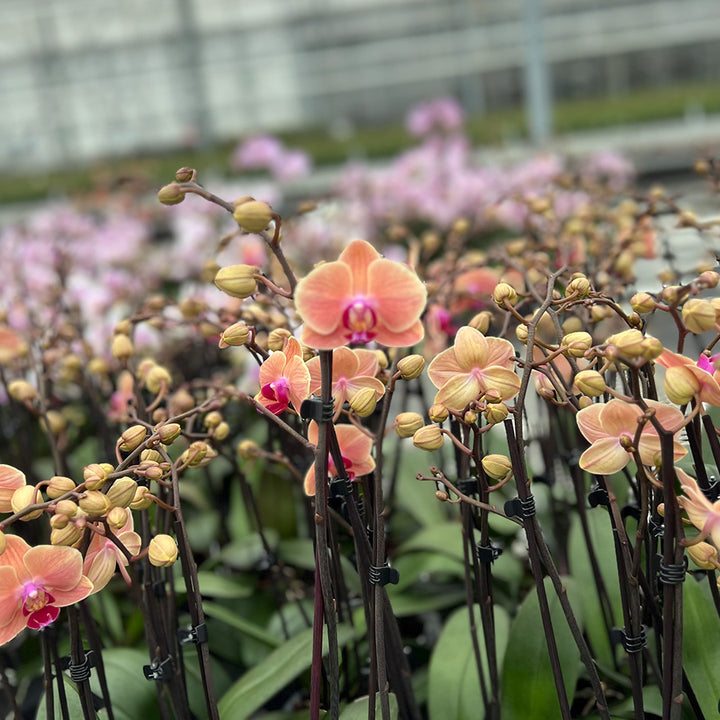 Piper rötliche Orchidee | Optional mit Übertopf