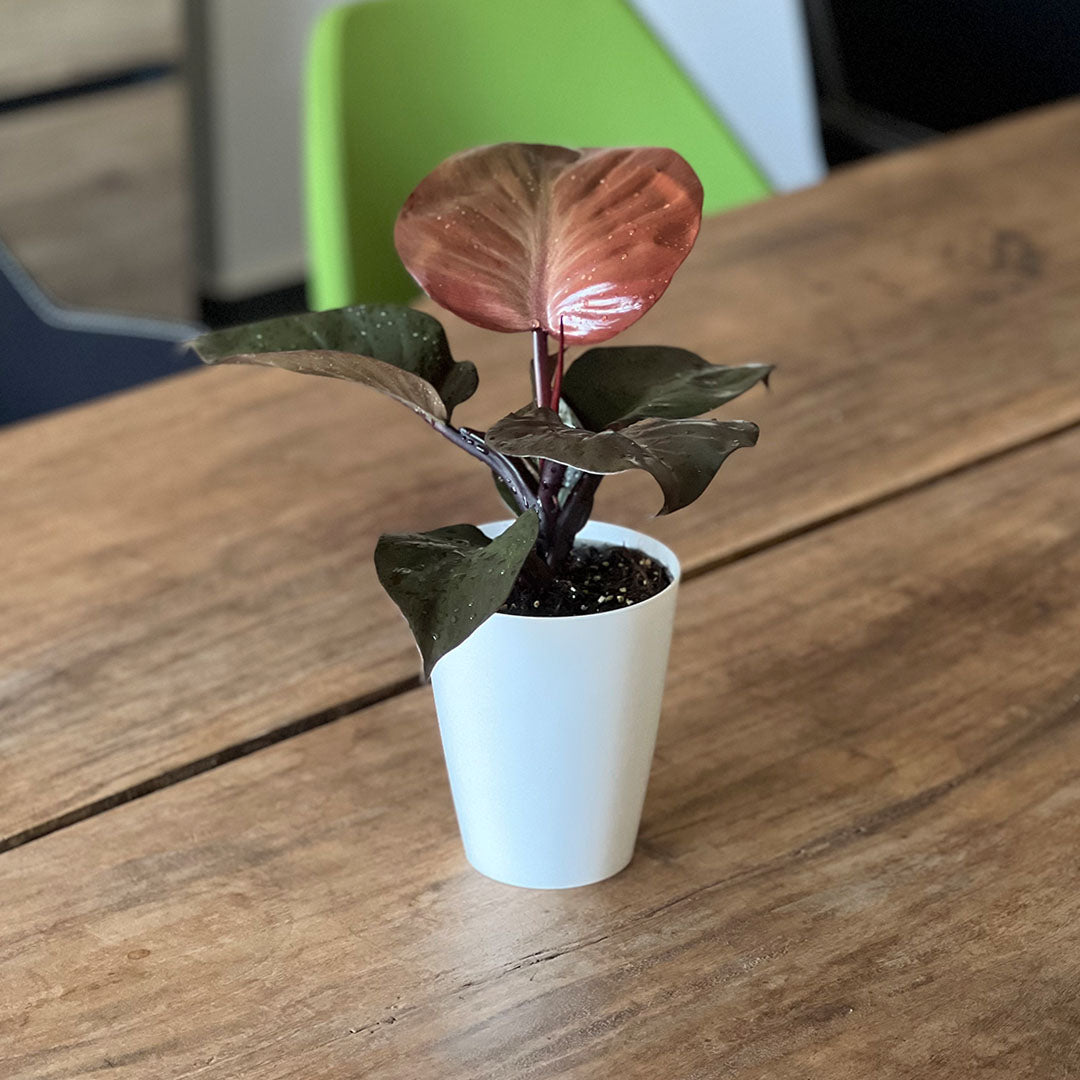 Red Heart Philodendron | Optional mit Übertopf