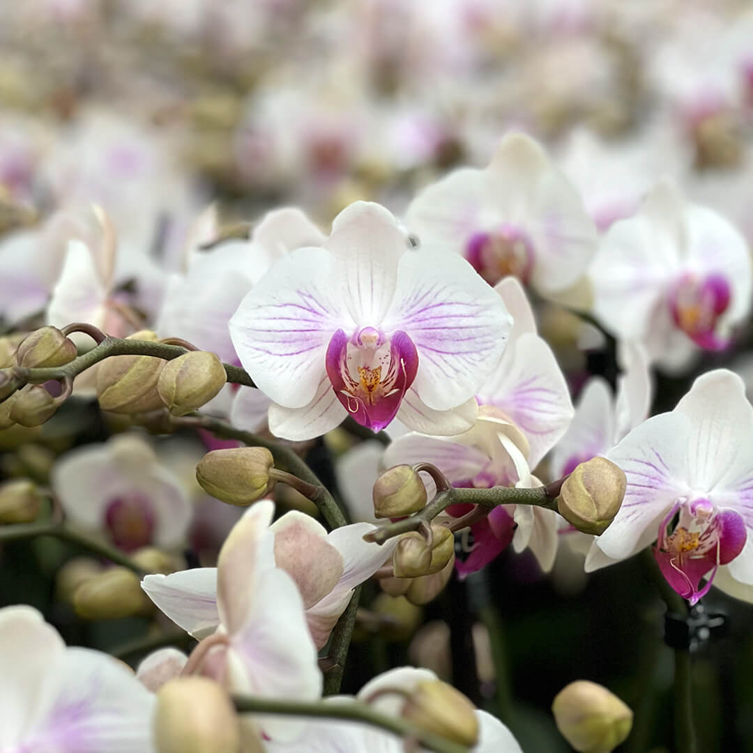 Orchideen 2er Angebote der Woche + Übertöpfe