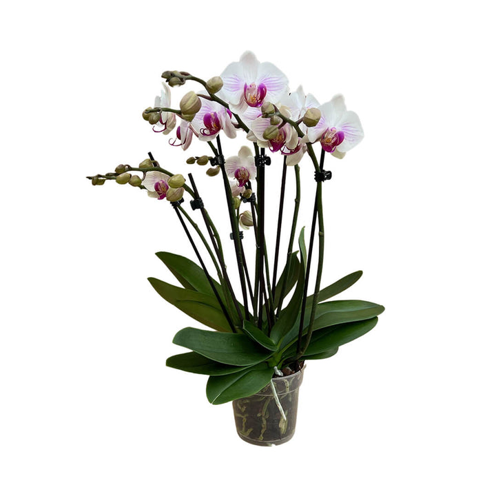 Denver rötliche Orchidee | Optional mit Übertopf