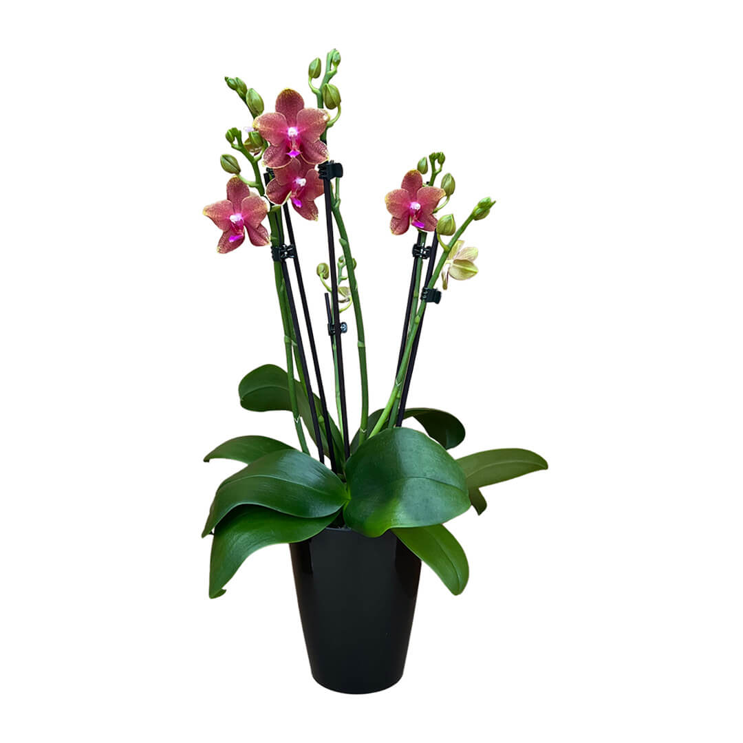 Rötliche Orchidee | Optional mit Übertopf