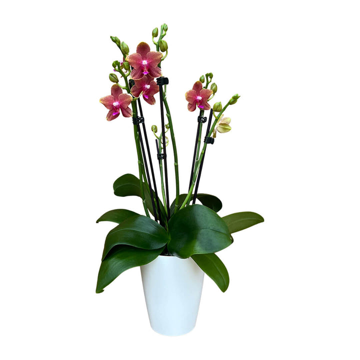 Rötliche Orchidee | Optional mit Übertopf