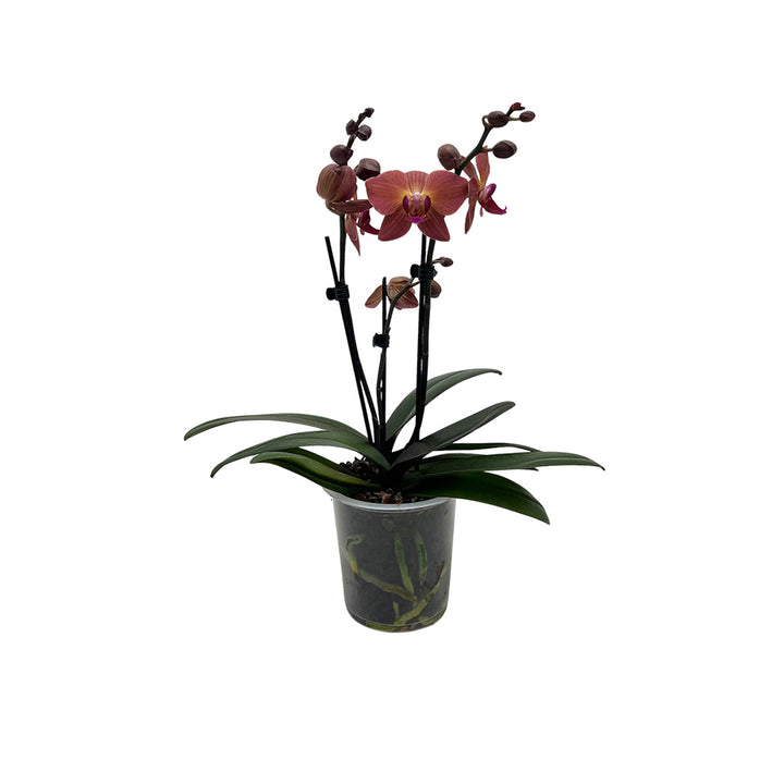 Rötliche Orchidee | Optional mit Übertopf