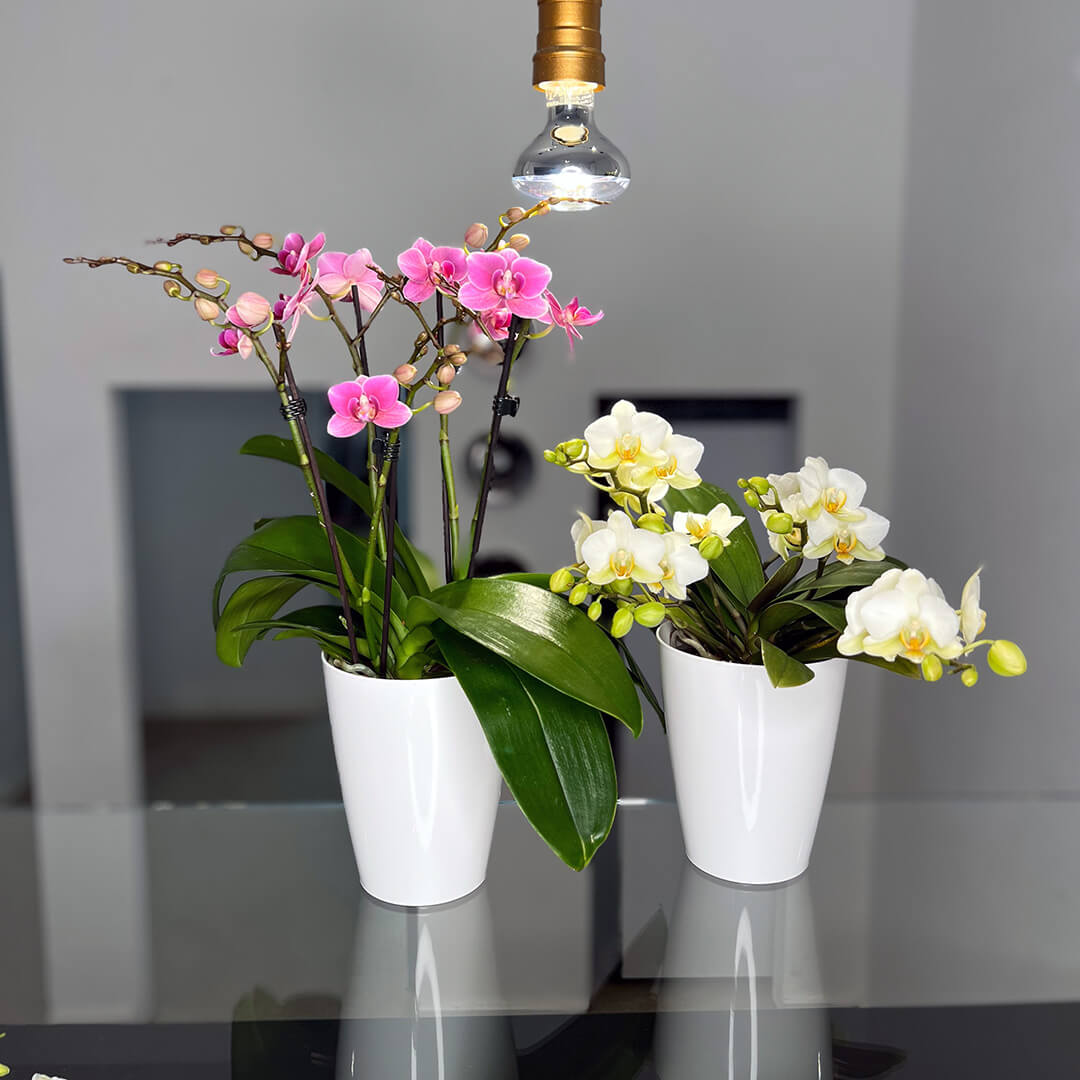 2er Orchideen Überraschung + Übertöpfe