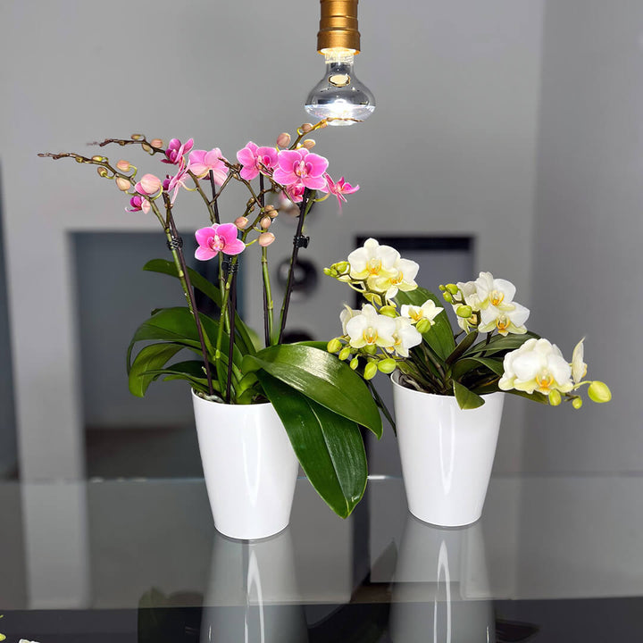 2er Orchideen Überraschung + Übertöpfe