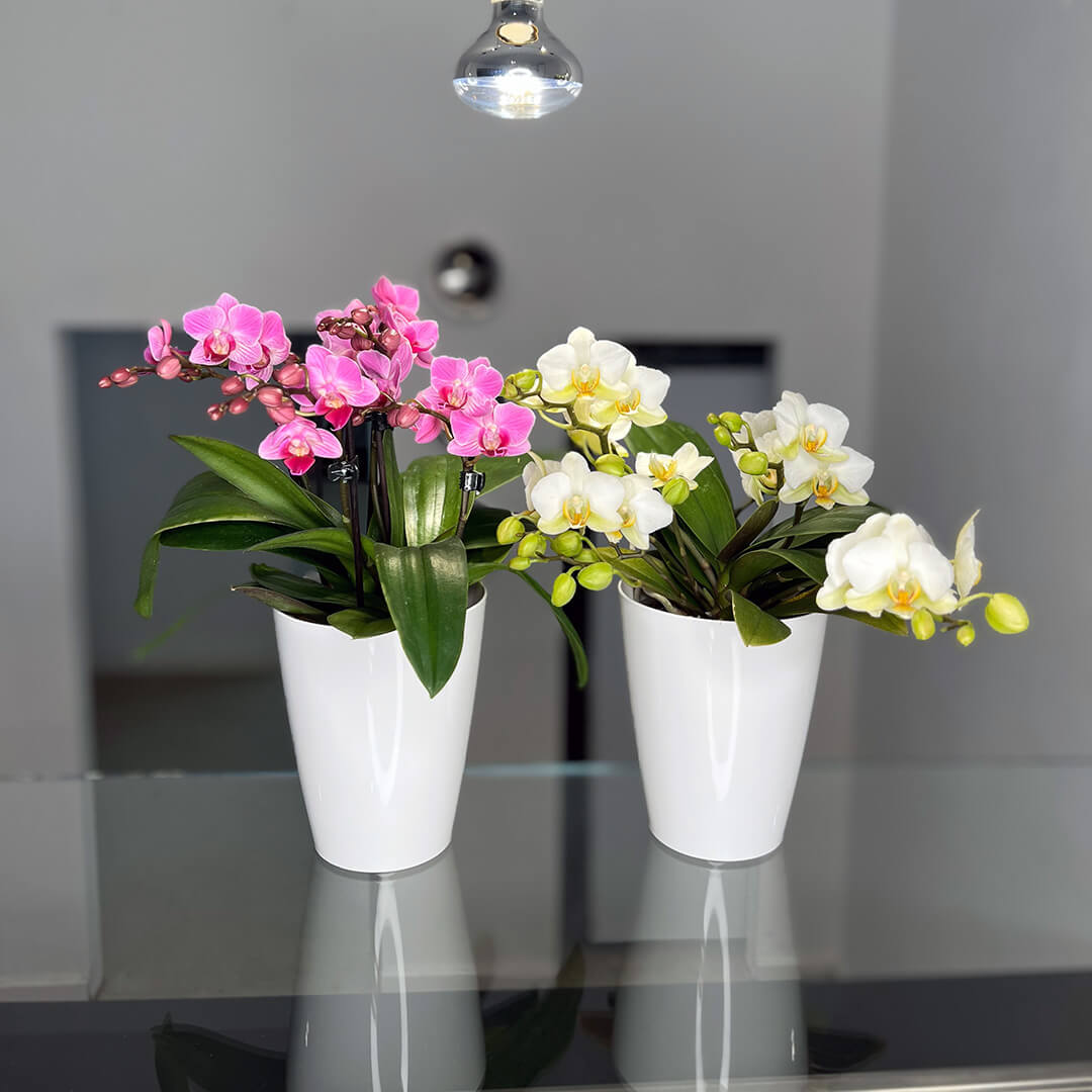 2er Orchideen Überraschung + Übertöpfe