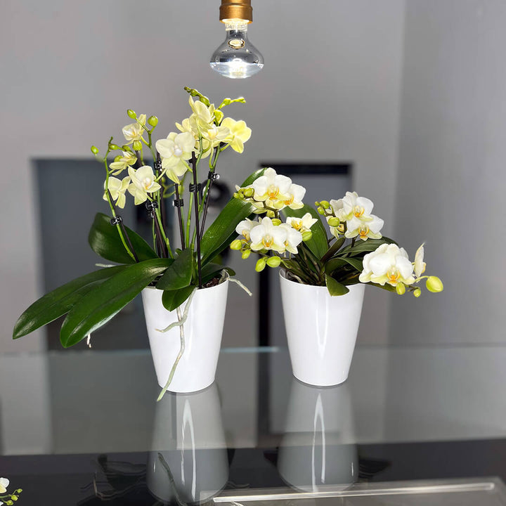 2er Orchideen Überraschung + Übertöpfe