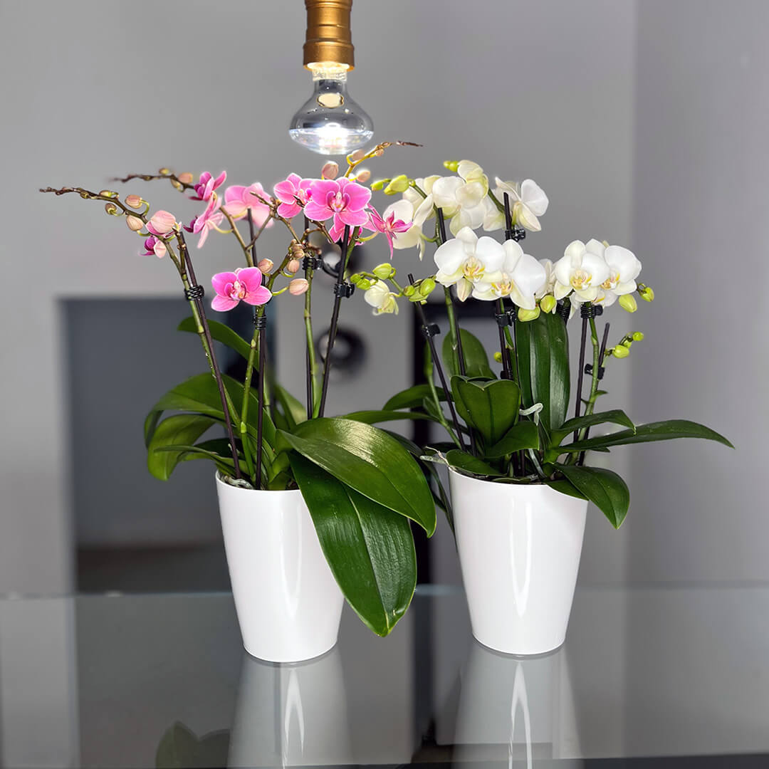 2er Orchideen Überraschung + Übertöpfe