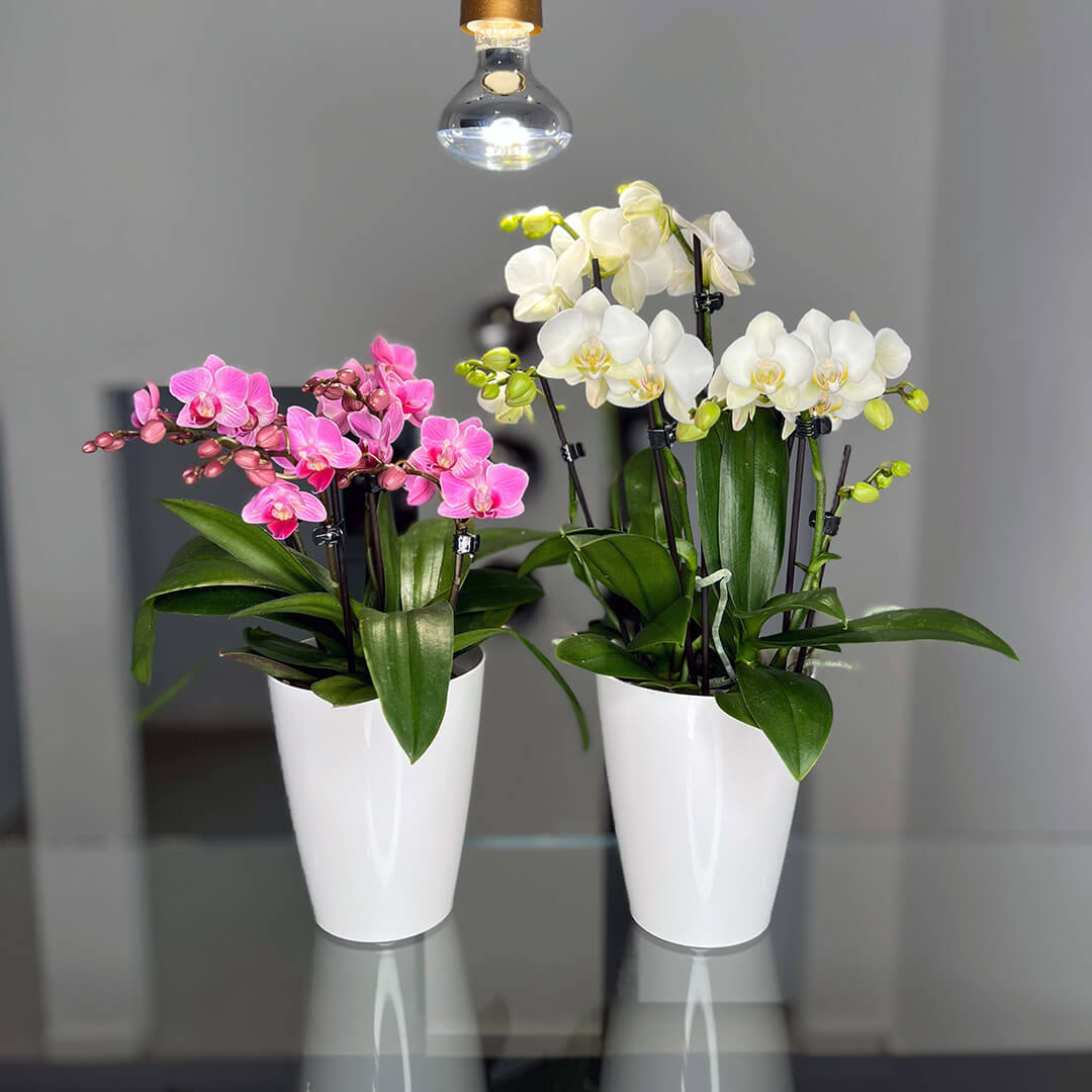 2er Orchideen Überraschung + Übertöpfe