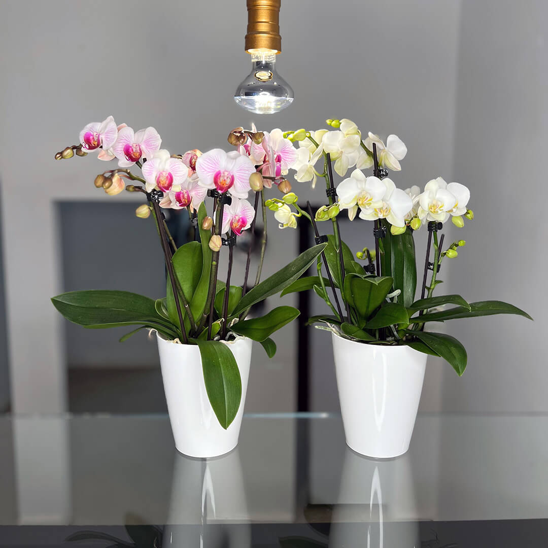2er Orchideen Überraschung + Übertöpfe