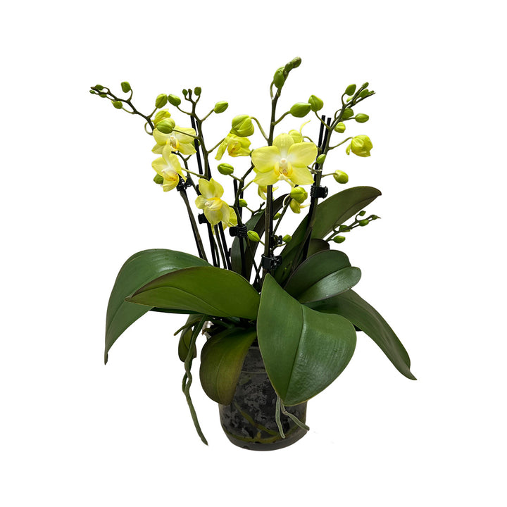 Sunny Shore gelbe Orchidee | Optional mit Übertopf