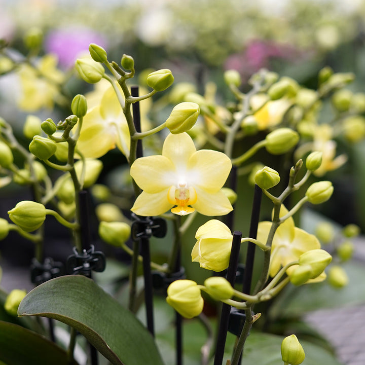 Sunny Shore gelbe Orchidee | Optional mit Übertopf