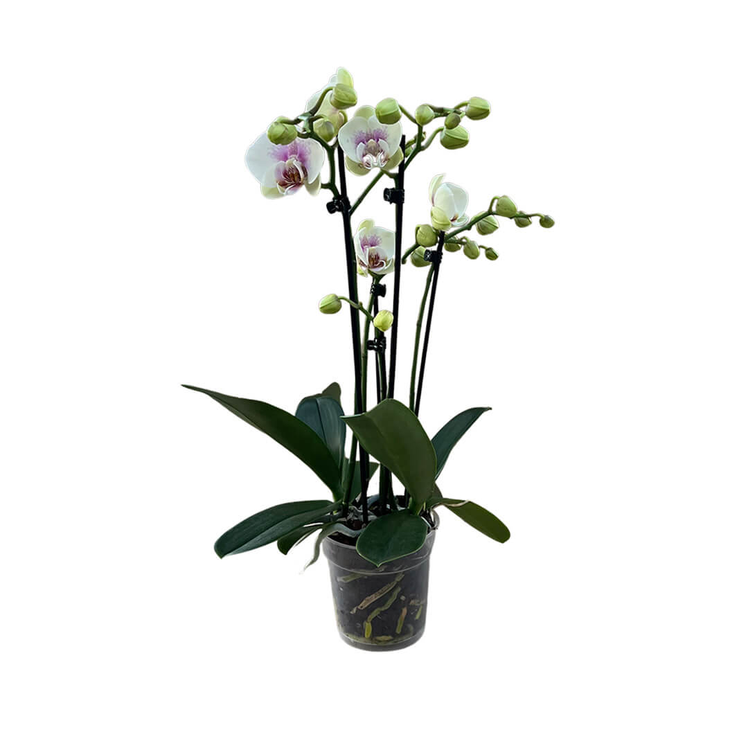 Violette Orchideen-Testsorte | Optional mit Übertopf