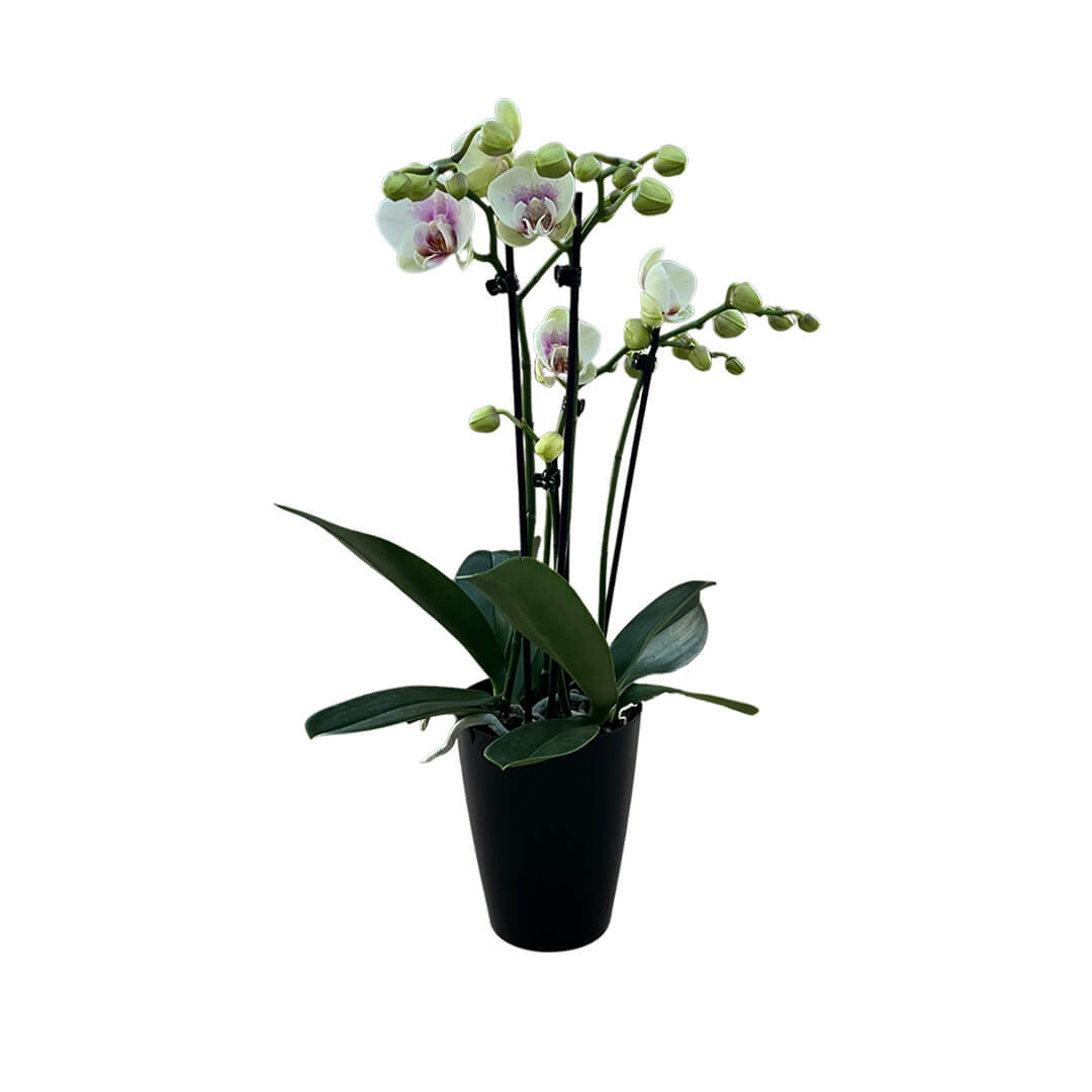 Violette Orchideen-Testsorte | Optional mit Übertopf
