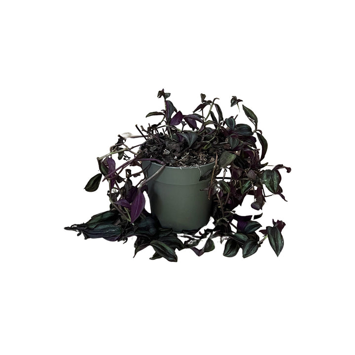 Tradescantia Zebrina | Optional mit Übertopf