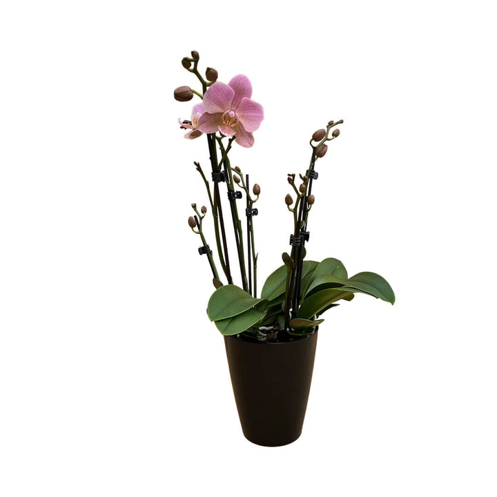 Treviso violette Orchidee | Optional mit Übertopf
