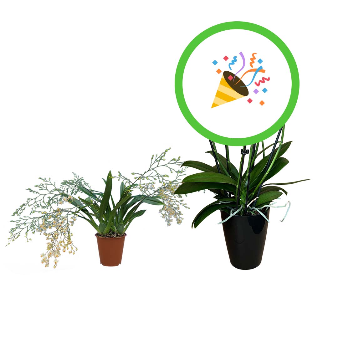 Oncidium + Orchideen-Überraschung im 2er Paket